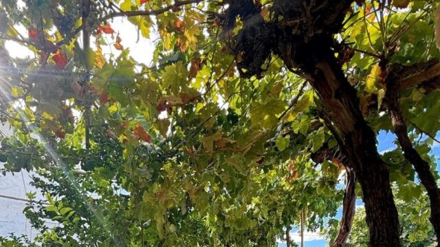 5-slaapkamer finca in Villanueva de Algaidas